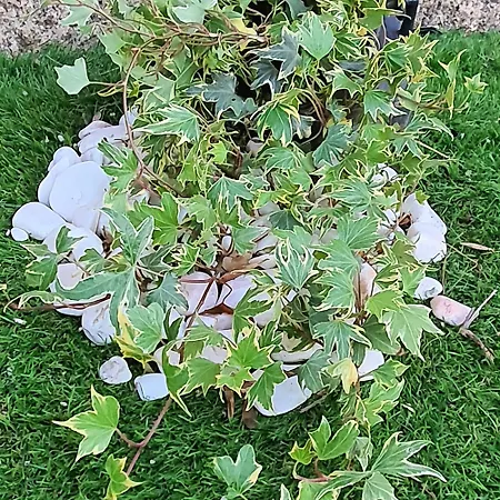 Refugio Dos Coviais Holiday home *