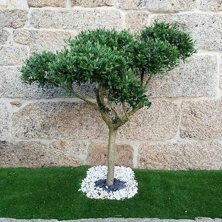 Refugio Dos Coviais Holiday home *