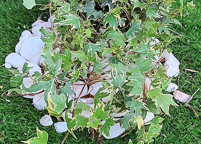 Refugio Dos Coviais Vakantiehuis *